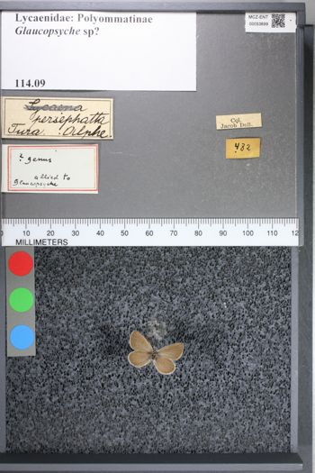 Media type: image;   Entomology 53699